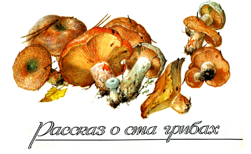 Набор открыток: рассказ о ста грибах