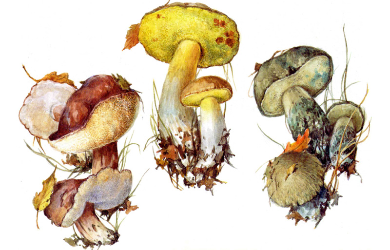 Каштановый гриб, Полубелый гриб, Синяк