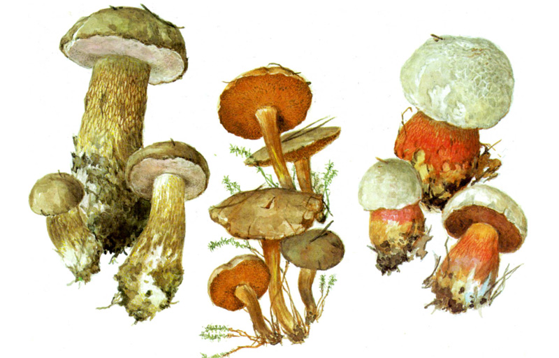 Желчный гриб (ложнобелый), Перечный гриб, Сатанинский гриб