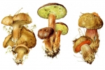 Козляк, польский гриб, дубовик обыкновенный