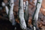 «Пальцы мертвеца» (Xylaria polymorpha)