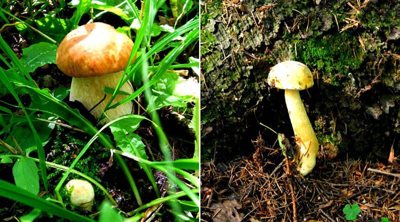 Белый гриб и желчный гриб 