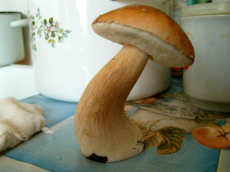 Белый гриб в интерьере 