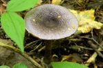 Принадлежность грибов неизвестна, может, какой-нибудь лиофиллум грязный или представитель многочисленных рядовок