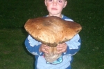 Тернопольская семья собрала 112-килограммовый урожай грибов