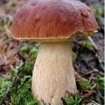 Где растут грибы?