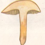Перечный гриб