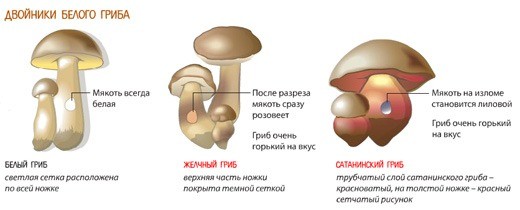 Белый гриб и его двойники