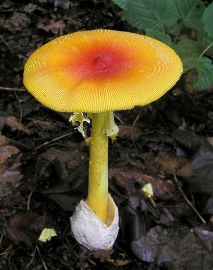 Кесарев гриб, Цезарский гриб, Amanita caesarea 