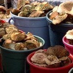 Где купить грибы в Тюмени
