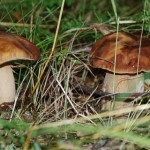 В липецких лесах небывалое количество белых грибов