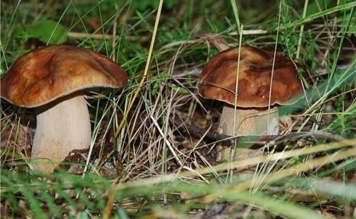В липецких лесах небывалое количество белых грибов
