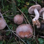 Новый ядовитый гриб открыт в Дании