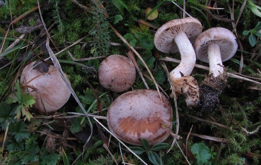 Hebeloma griseopruinatum - так был назван новый гриб, что в переводе с латыни означает "оторванный лист, покрытый серой росой" и отнесен к ядовитым