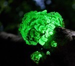 Многие грибы могут излучать видимый свет