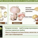Минздрав предупредил об опасности крымских грибов