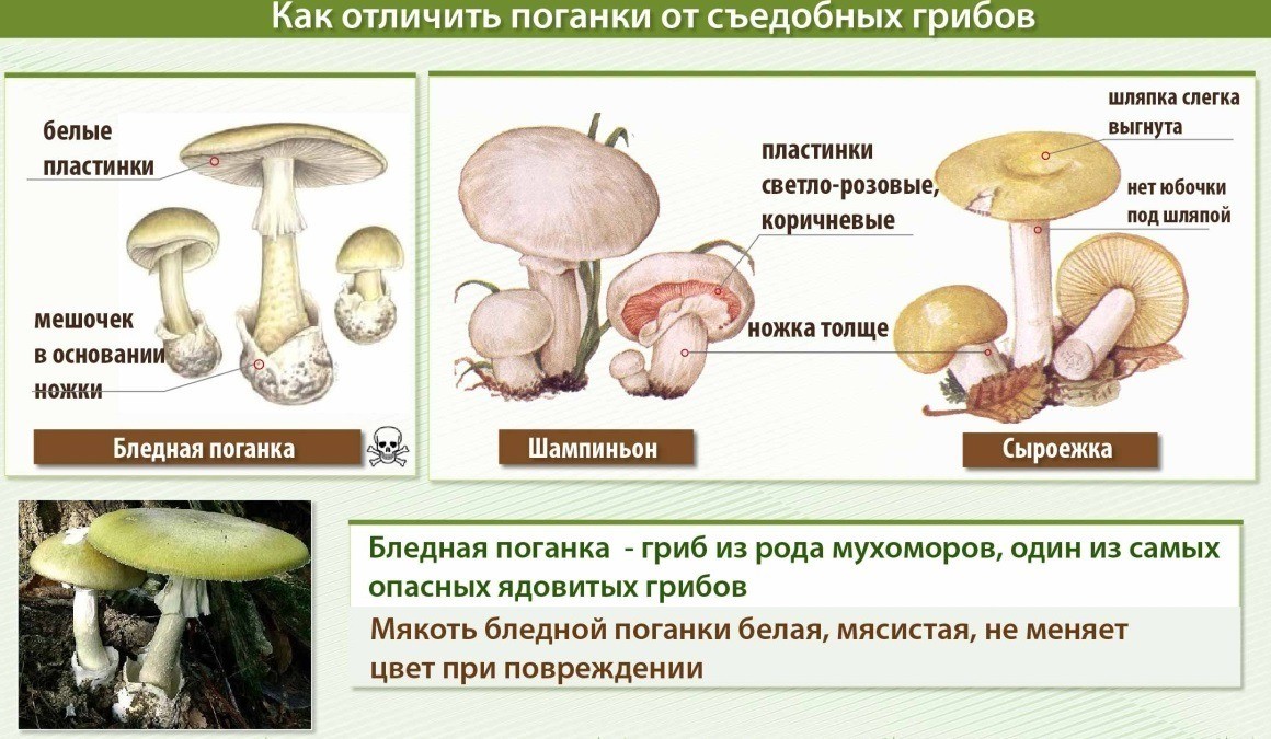 Как отличить поганки от съедобных грибов