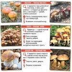 Как распознать ядовитые грибы