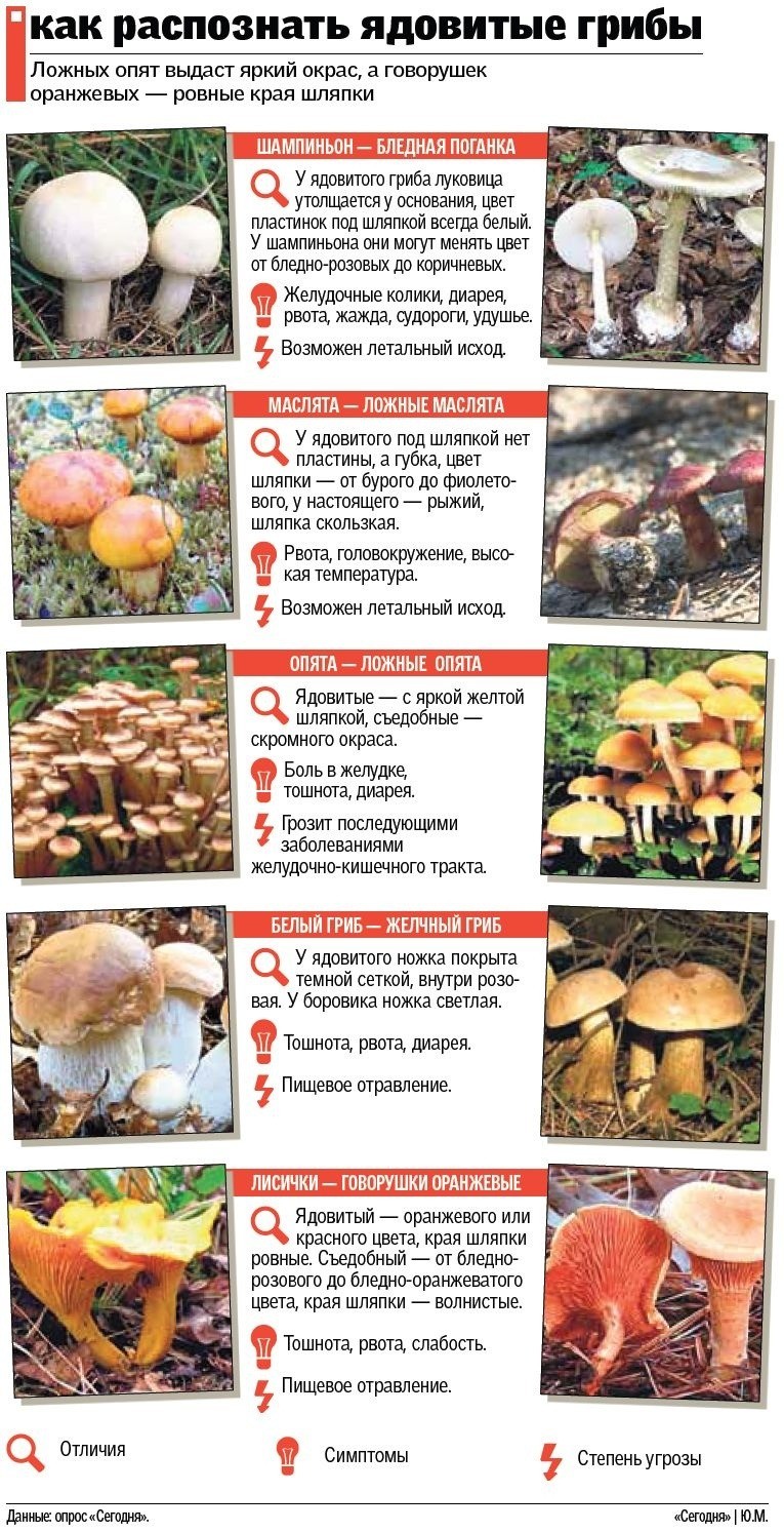 Как распознать ядовитые грибы