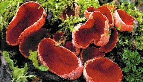 На Куршской косе раньше срока появились первые съедобные грибы под названием "саркосцифы австрийские". 