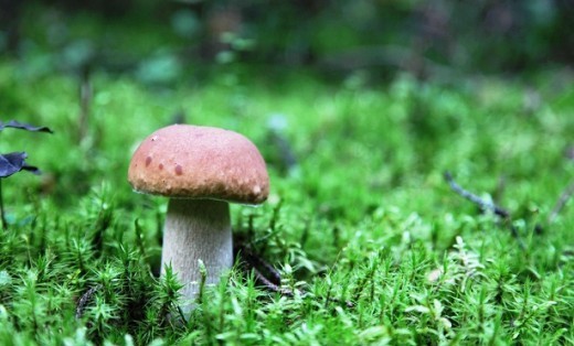 По одной из версий слово "грибы" произошло от слова "губы". До сих пор в некоторых русских говорах грибы называют губами. В своем словаре Владимир Даль писал, что фраза "губы ломать" означала "идти по грибы". 