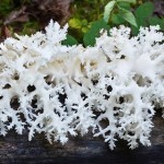 В Саяно-Шушенском заповеднике найден редкий гриб, который лечит от депрессии