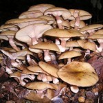 В Татарстане в этом году в лесах появились все виды грибов