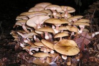 В Татарстане в этом году в лесах появились все виды грибов. Уникальному явлению удивляются даже бывалые грибники, которые утверждают, что в некоторых местах рыжики и подберезовики можно косить косой.
