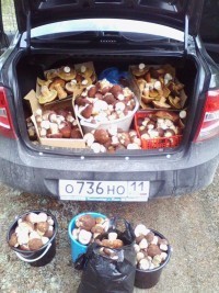 Сыктывкарец, разместивший снимок, пояснил в комментариях, что белые грибы он собрал в Усть-Куломском районе. Дары леса он планирует сдать на одно из пищевых предприятий.