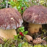 Финны собирают в лесах богатый урожай грибов