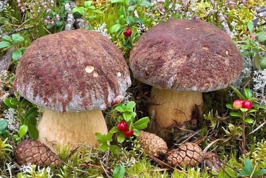 Финны собирают в лесах богатый урожай грибов