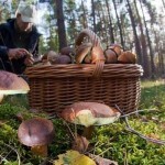 В Волгоградской области за три часа собрали 200 кг грибов