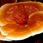 Новосибирские ученые выяснили, что гриб-трутовик помогает от гипертонии
