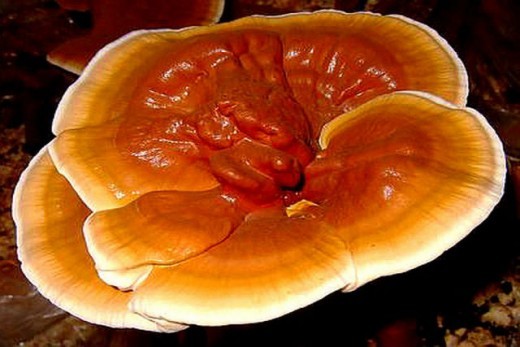 Исследования влияния гриба-трутовика на мышей, больных гипертонией, показали, что состояние их организма улучшилось так же, как от действия популярного препарата лазортан, а снабжение мозга кровью даже улучшилось