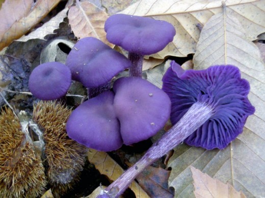 А вот гриб лаковица аметистовая (Laccaria amethystina (Huds.) Cooke, «Обманный аметист») поражает своим фиолетовым цветом. Но с возрастом фиолетовая окраска пропадает.