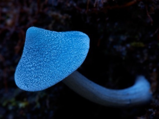 Голубой гриб (Entoloma hochstetteri (Reich.) Stev.) – действительно голубой благодаря азулену, который входит в состав некоторых морских беспозвоночных.