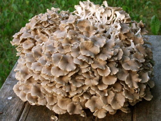 Съедобный гриб-трутовик – трутовик зонтичный (Polyporus umbellatus (Pers.) Fr.). У нас этот гриб называют «баранеха», или гриб-баран, иногда продают на рынках.