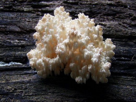 Гериций коралловый (Hericium coralloides (Scop.) Pers.).