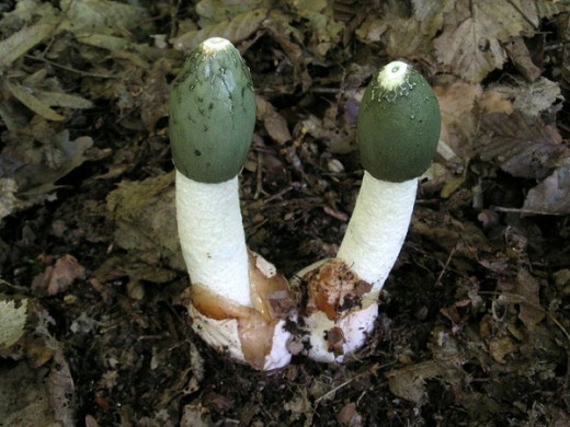 Веселка обыкновенная — Phallus impudicus L. — интереснейший гриб, полезность которого еще мало оценена. Споры этого гриба разносят насекомые, привлеченные специфическим запахом падали. Гриб может разлагать органику или образовывать микоризу с буком и дубом.