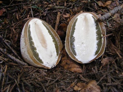 Плодовое тело образуется очень быстро, скорость роста достигает нескольких миллиметров в минуту. Французы (частично и немцы) поедают этот гриб как свежий редис (в молодой стадии «яйца»), предварительно сняв оболочку. 