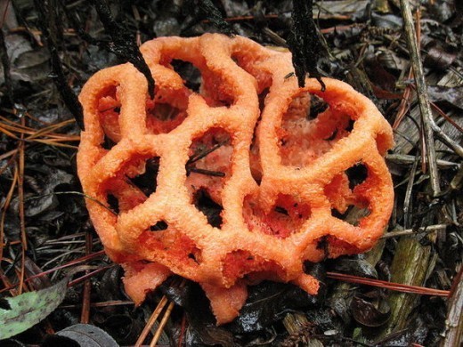 А вот еще один, просто инопланетный клатрус — клатрус красный, или, как его еще называют, решеточник. Это тоже дереворазрущающий несъедобный гриб, который нечасто можно отыскать в лесах.