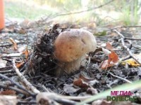 Совместную проверку грибов и ягод на Полесье провели эпидемиологи и работники лесничеств с июня по октябрь этого года.