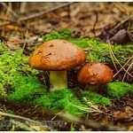 Самые удивительные грибы мира