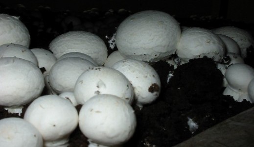 Так называемые парижские шампиньоны (agaricus bisporus, прим. шампиньон двуспоровый) по-прежнему являются наиболее культивируемыми грибами в Португалии