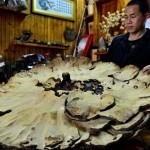В Китае найден гигантский «гриб бессмертия» диаметром 107 см