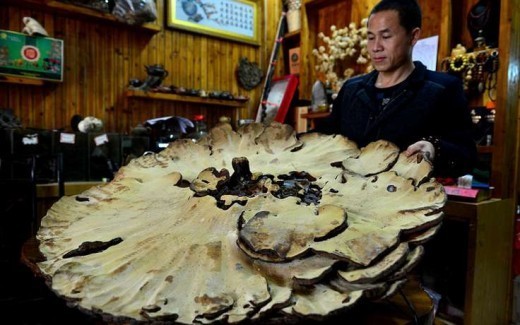На территории Китая был обнаружен огромный гриб, который имеет название Линчжи, а в простонародии его называют «грибом бессмертия».