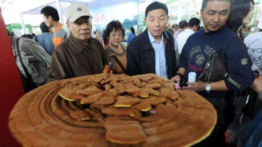 На территории Китая был обнаружен огромный гриб, который имеет название Линчжи, а в простонародии его называют «грибом бессмертия». 