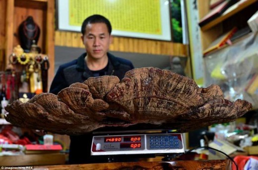 Китайцы измерили и взвесили удивительную находку. Диаметр круглого гриба составила 107 см, а вес оказался 75 кг.