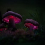 Сказочные лесные грибы, светящиеся изнутри неоновым светом