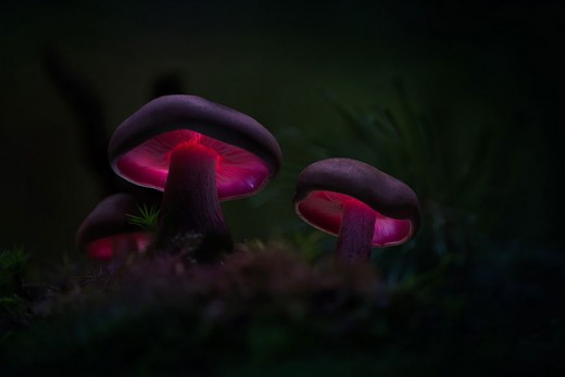 Немецкий фотограф Мартин Пфистер (Martin Pfister). Волшебно сияющие грибы.